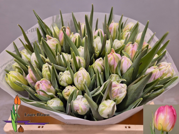 <h4>TU DU DOTCOM</h4>