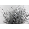 Grevillea Metal Silver