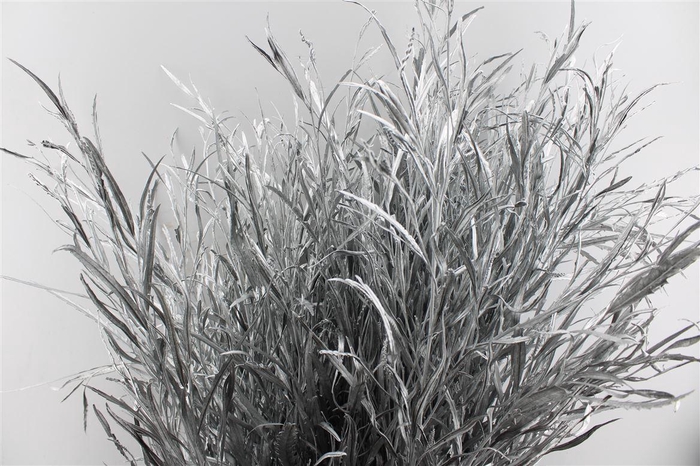 Grevillea Metal Silver