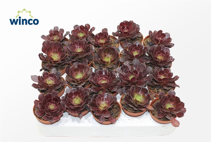 <h4>Aeonium Ab. Velours</h4>