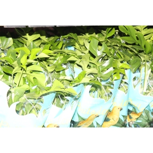 PHILODENDRON MINIMA P15