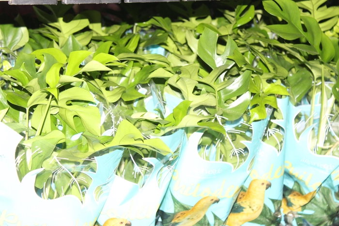 <h4>PHILODENDRON MINIMA P15</h4>