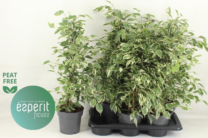 <h4>FIC BE TWILIGHT</h4>