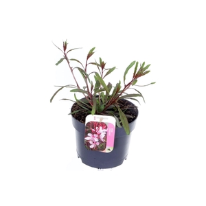 Gaura lindheimeri Steffi Dark Rose Imp.