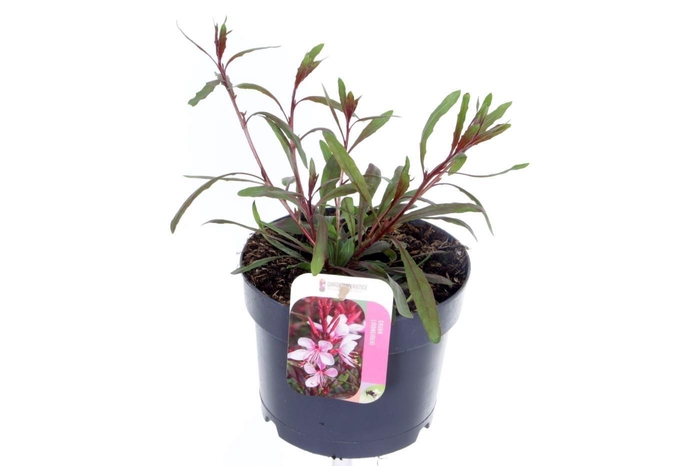<h4>Gaura lindheimeri Steffi Dark Rose Imp.</h4>