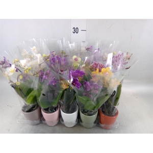 Phalaenopsis   ...mini