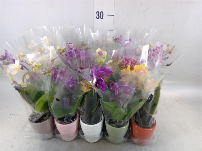 <h4>Phalaenopsis   ...mini</h4>