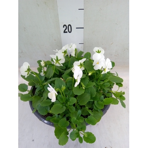 Viola corn. 'Endurio White'