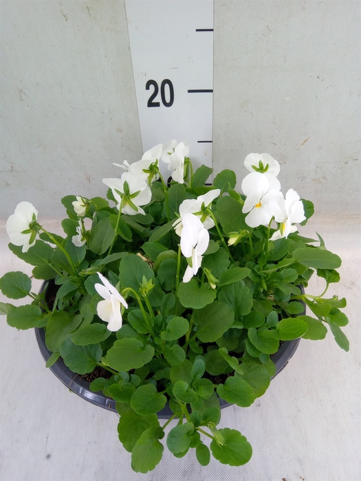 <h4>Viola corn. 'Endurio White'</h4>