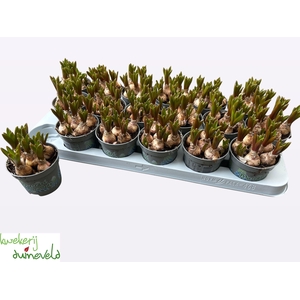 MUSCAR MOUNTAIN LADY