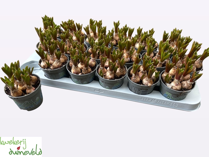 <h4>MUSCAR MOUNTAIN LADY</h4>