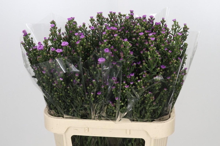 <h4>Aster Painted Lady</h4>