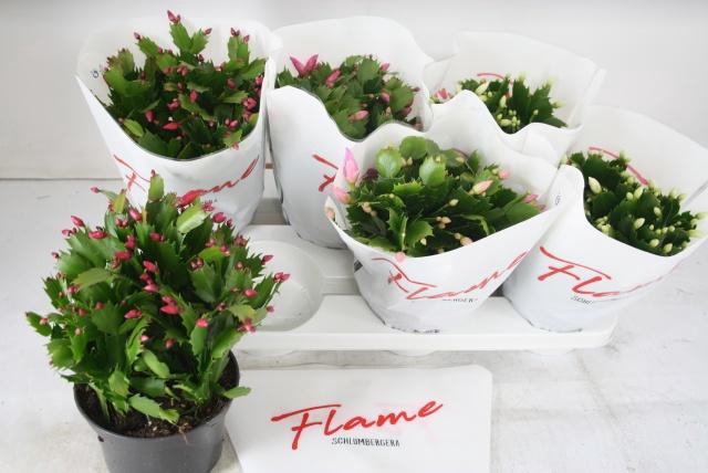 <h4>SCHLUMB FLAME GEM</h4>