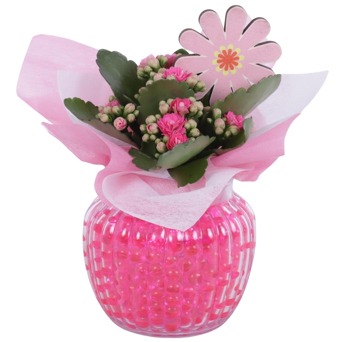 <h4>Womensday Arr. Indoor Glass Pot Relief Ø11cm 1PP</h4>