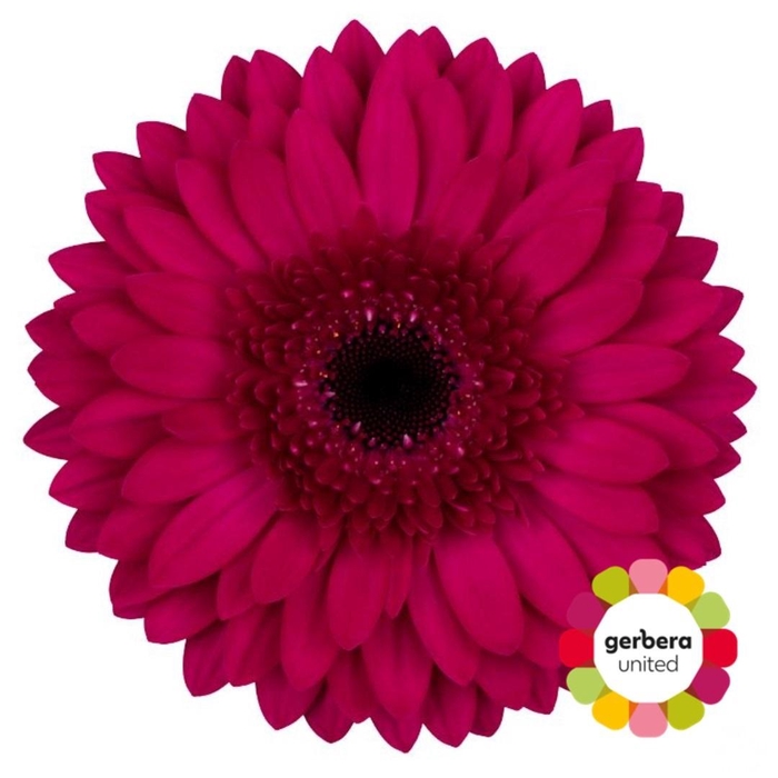 <h4>Gerbera Martini Doos</h4>