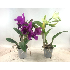 Cattleya