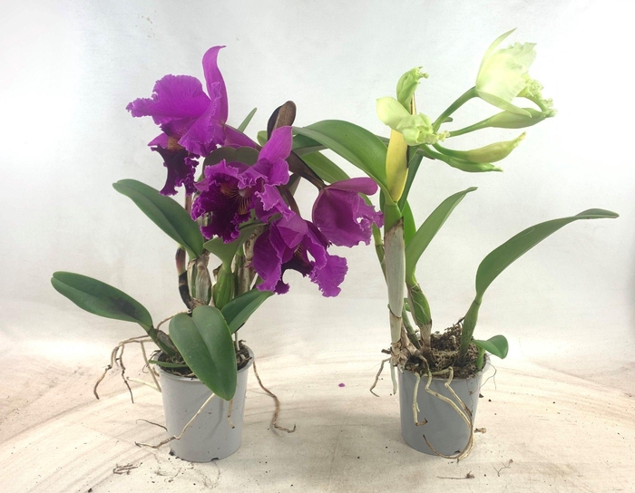 Cattleya