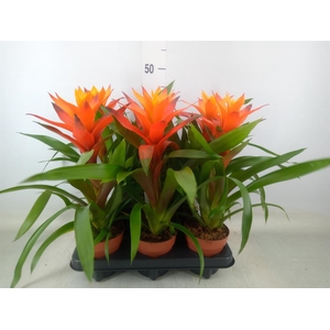 Guzmania  'Variada'