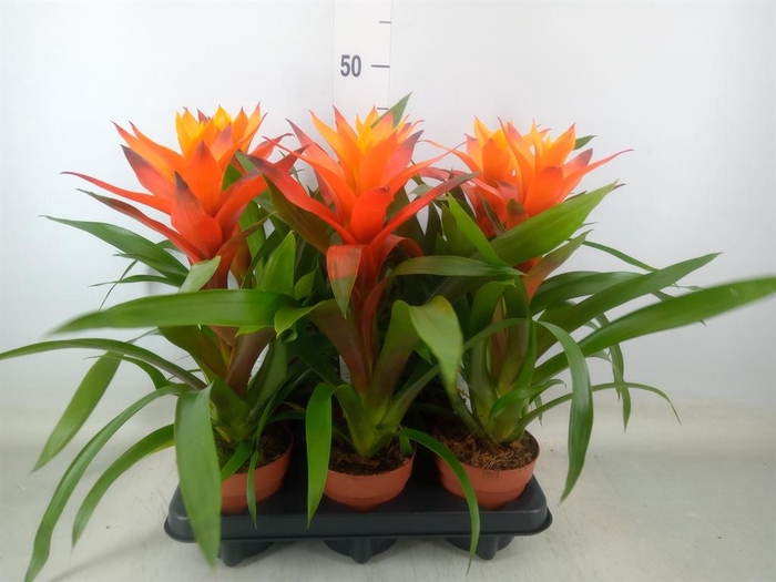 <h4>Guzmania  'Variada'</h4>