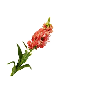 Antirrhinum Orange