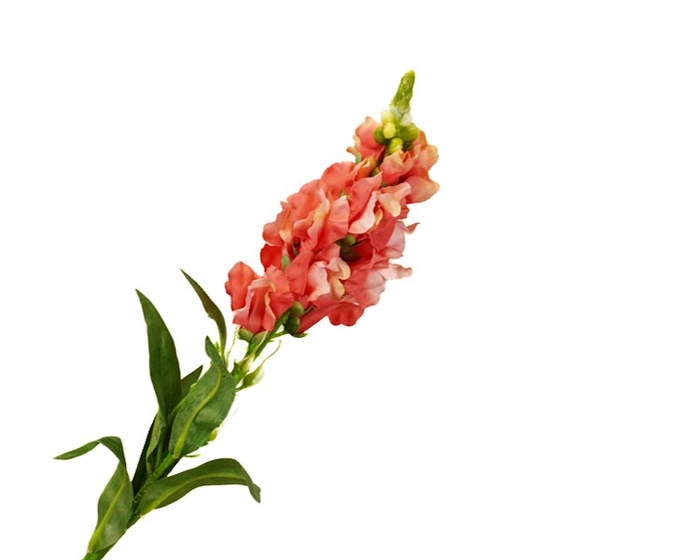 <h4>Antirrhinum Orange</h4>