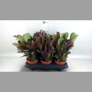 Ctenanthe burle-marxii 'Amagris'