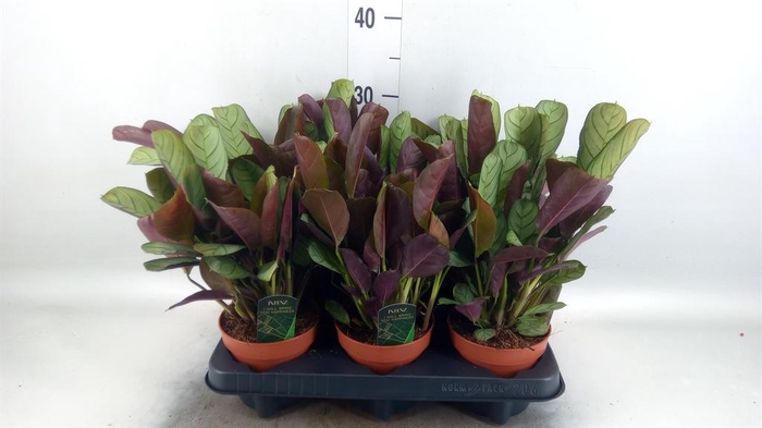 <h4>Ctenanthe burle-marxii 'Amagris'</h4>