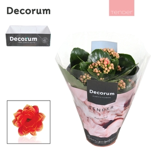 Kalanchoe Decorum TENDER - Serenity Coral