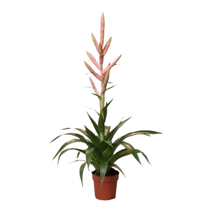 Tillandsia Dolce (Decorum)