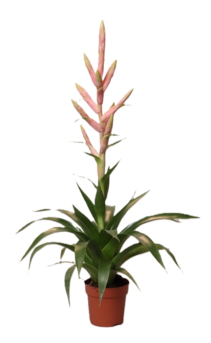 <h4>Tillandsia Dolce (Decorum)</h4>