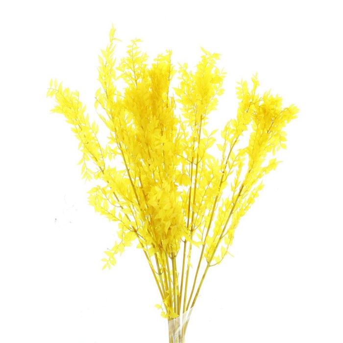 <h4>Pres Ruscus Soft Bleached Yellow Per Stem</h4>