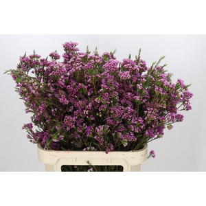 Chamelaucium 'Nina's Delight'
