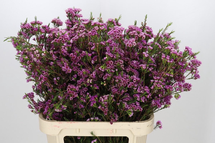 <h4>Chamelaucium 'Nina's Delight'</h4>