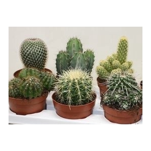 Cactus overig
