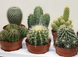 <h4>Cactus overig</h4>