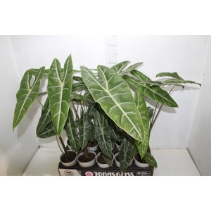 ALOCASIA LONGILOBA P12
