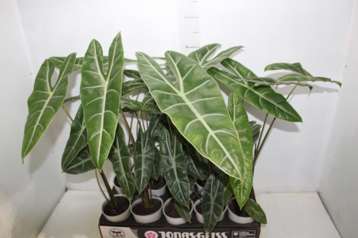 <h4>ALOCASIA LONGILOBA P12</h4>