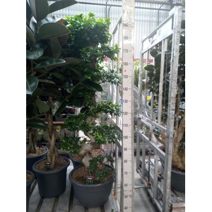 Ficus microcarpa 'Ginseng'