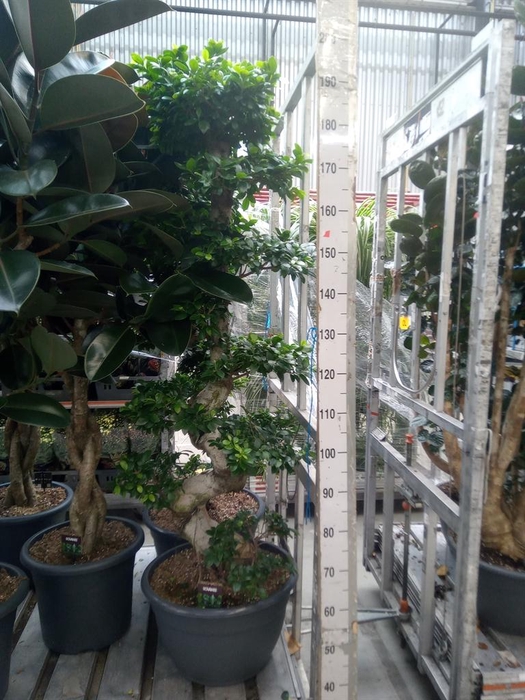 <h4>Ficus microcarpa 'Ginseng'</h4>