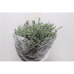CEDRUS LIBANI