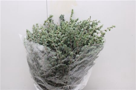 <h4>CEDRUS LIBANI</h4>