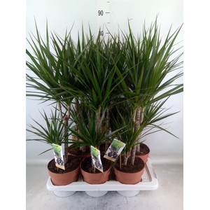 Dracaena marg.