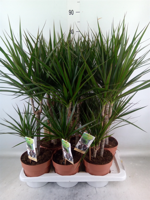 <h4>Dracaena marg.</h4>