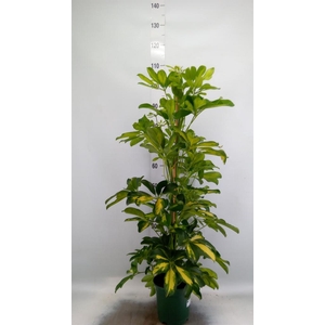Schefflera arbor. 'Dalton'