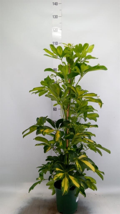 <h4>Schefflera arbor. 'Dalton'</h4>