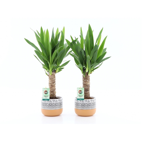 <h4>Yucca 25cm Hout - 3+ kop in New Azteca keramiek</h4>