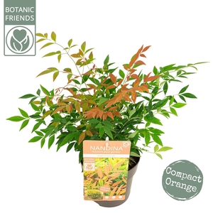 Nandina domestica