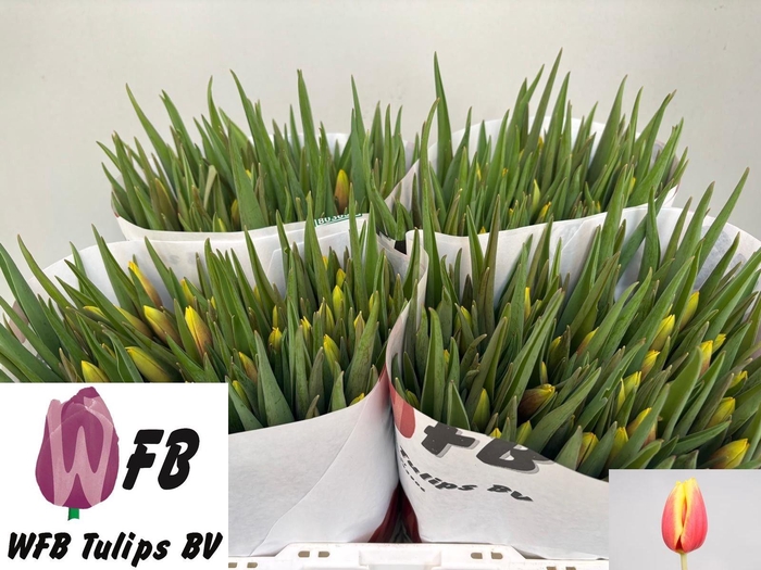 <h4>TU EN JAN SEIGNETTE</h4>