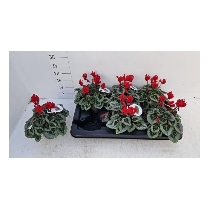 <h4>CYCL KL SUP PICASSO</h4>