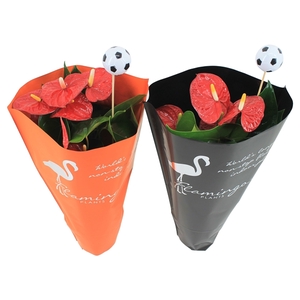 Anthurium XL.9 Jambo Red 14cm in oranje en zwarte hoes met voetbalsteker